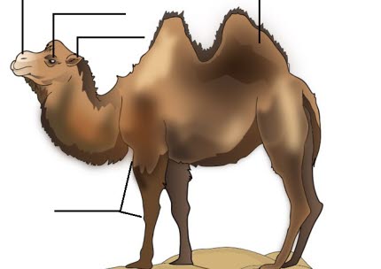 Placera ut några av kamelens anpassningar (fyll gärna på med fler om du kan)!